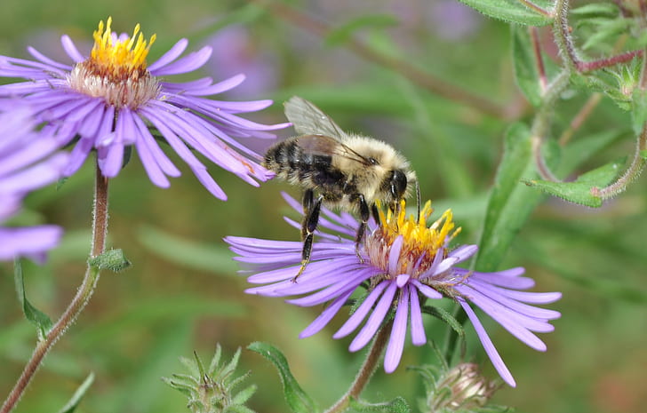 honey Bee on lavender-petaled flower at daytime, DSC, Vermont, HD wallpaper