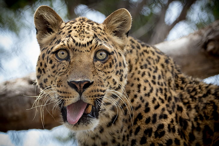 Funny leopard, black and brown leopard, eyes, tongue, HD wallpaper