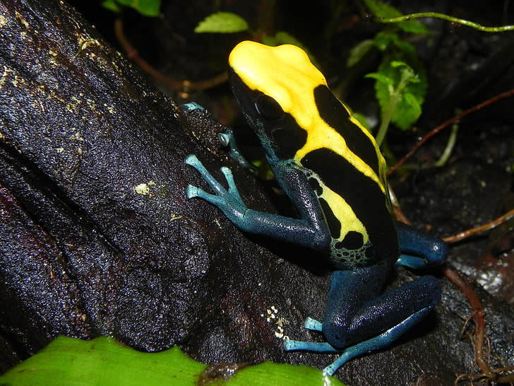 yellow and black frog, poison dart frog, color, reptile, nature, HD wallpaper