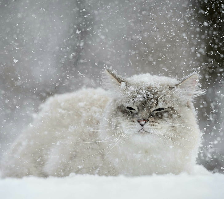cat, snow flakes, pets, winter, mammal, domestic, feline, domestic animals