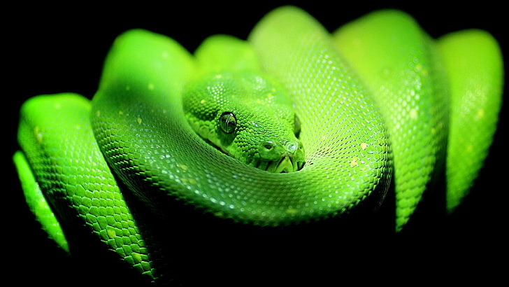 reptile, serpent, scaled reptile, snake, mamba, western green mamba, HD wallpaper