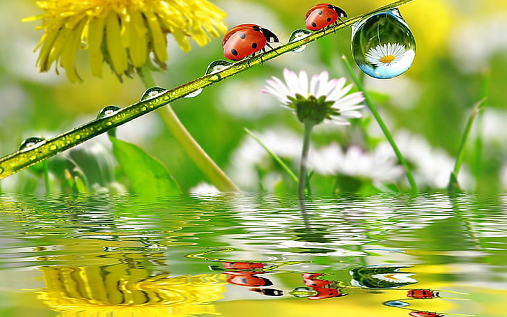 ladybugs, animals, water, flower, flowering plant, nature, animal themes, HD wallpaper