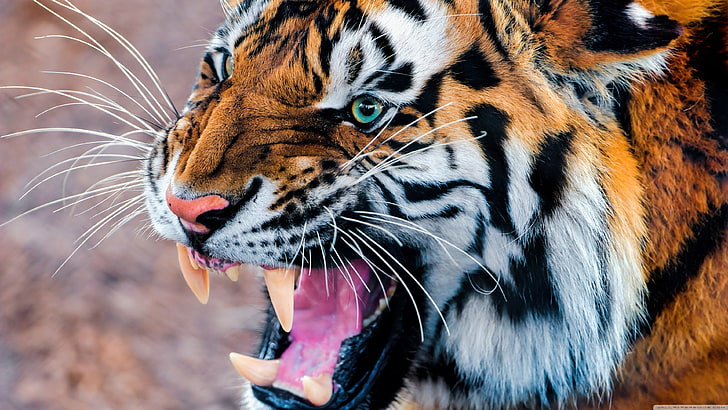 Bengal Tiger 1080P, 2K, 4K, 5K HD wallpapers free download | Wallpaper Flare