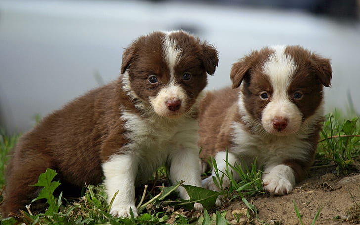 Border Collie puppies, two white and brown short coat puppies