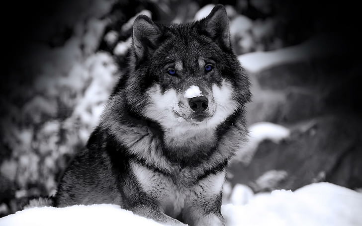 Mysterious Wolf With Blue Violett Eyes, black n white, winter, HD wallpaper