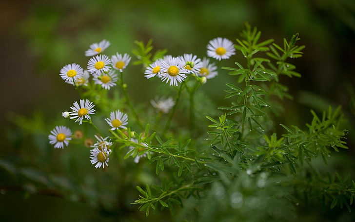 white daisy flowers, nature, plants, daisies, depth of field