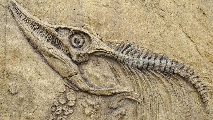 nature animals skull bones prehistoric birds dinosaurs spine stone fangs fossil, HD wallpaper