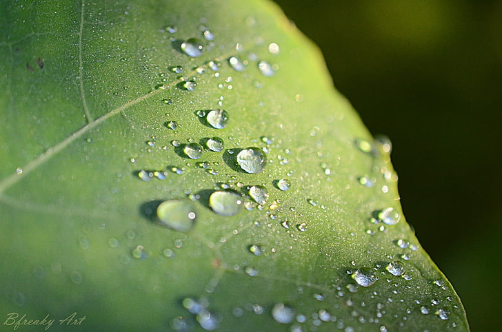 green leaf, closeup photography of green leaf with water dew, HD wallpaper