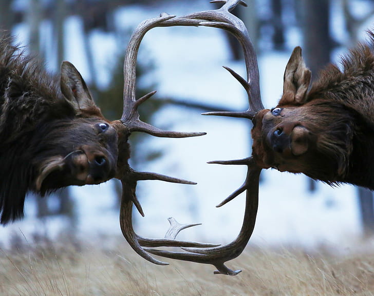HD wallpaper: nature, animals, elk, Zach Rockvam, fighting, wildlife, depth  of field | Wallpaper Flare