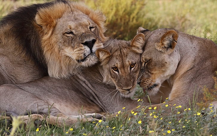 South Africa, lions, family, wildlife, HD wallpaper