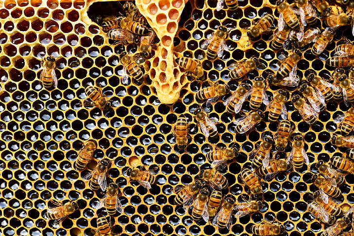 apis mellifera, bee, beehive, beekeeping, bees, beeswax, close up, HD wallpaper