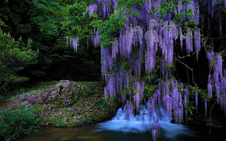 Flowers, Wisteria, Earth, Purple Flower, Stream, Tree, Waterfall