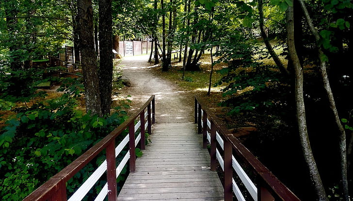forest, wooden bridge, path, HD wallpaper