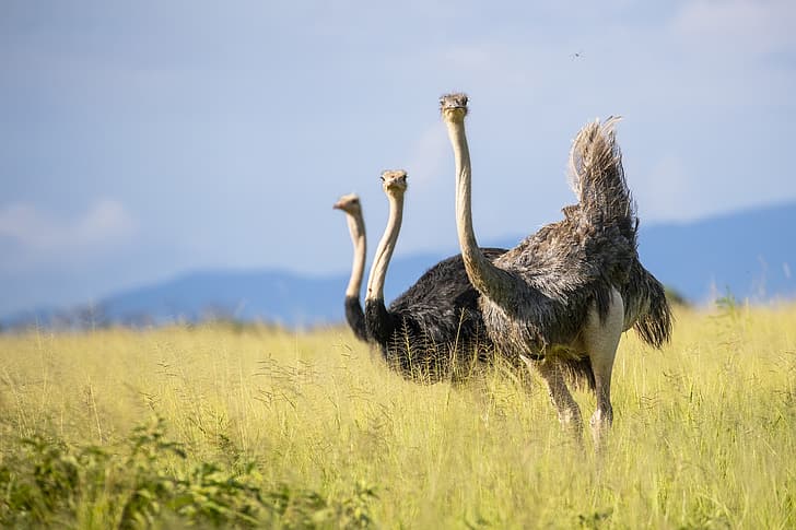Tanzania, african ostrich, Tarangire Nation Park, birds of africa, HD wallpaper