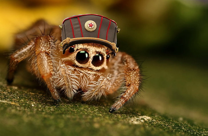 brown jumping spider, animals, insect, animal themes, one animal, HD wallpaper