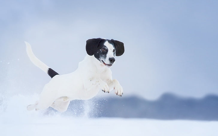 white and black short coated dog, animals, snow, one animal, canine