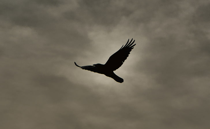 Crow Flying Silhouette, Vintage, Dark, Autumn, Flight, bird, cloud - sky, HD wallpaper