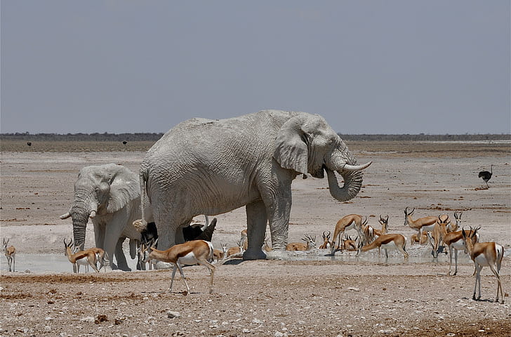 Elephant and gazelle, ostrich, Africa, watering