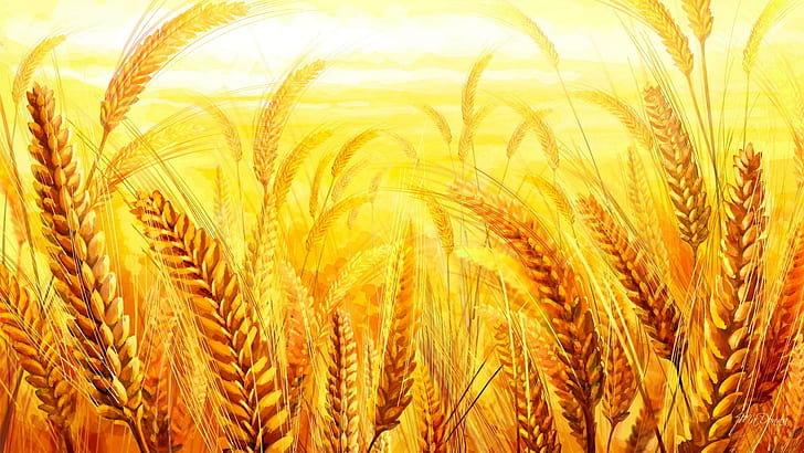 HD wallpaper: Golden Grain, grass, wheat, yellow, harvest, sunshine, bread  | Wallpaper Flare