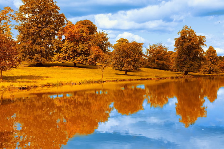 brown tree, reflection, fall, lake, landscape, water, foliage