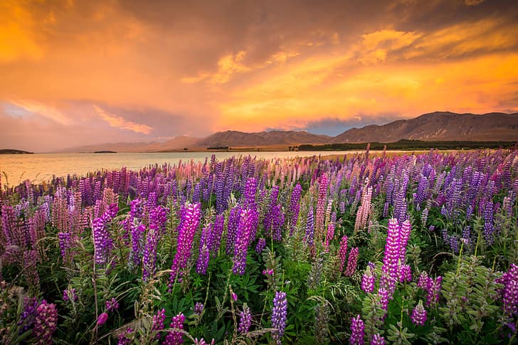 landscape, sunset, flowers, mountains, nature, lake, shore, HD wallpaper