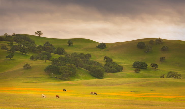landscape photography of green grasslands, Spring, Pasture, California, HD wallpaper
