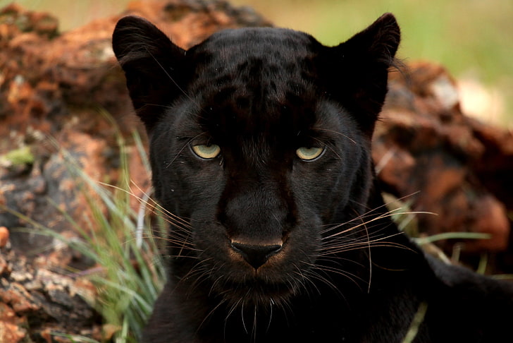 HD wallpaper: black panther, eyes, predator, big cat, muzzle, animal,  feline | Wallpaper Flare