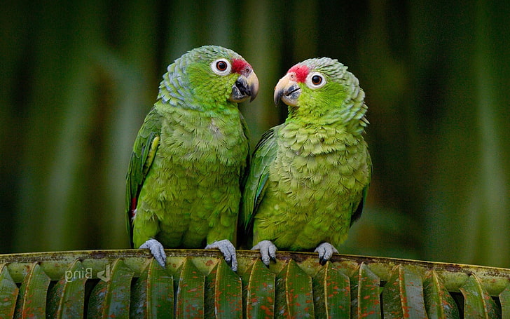 animals birds parrot, animal themes, vertebrate, animal wildlife
