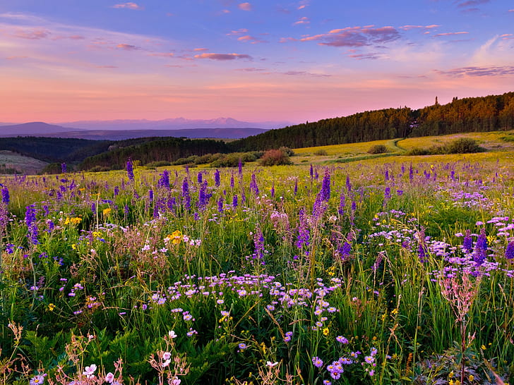 White River Plateau, Colorado, flowers, meadow, purple plumed flowers, HD wallpaper
