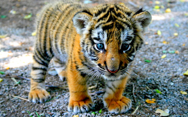 baby, Tiger