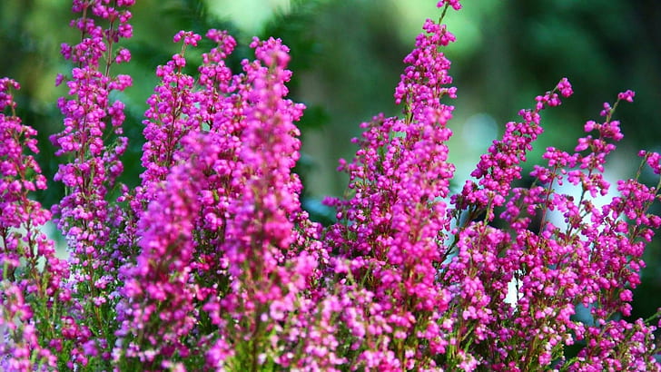 Beautiful Heather Flowers, nature, colorful, nature and landscapes, HD wallpaper