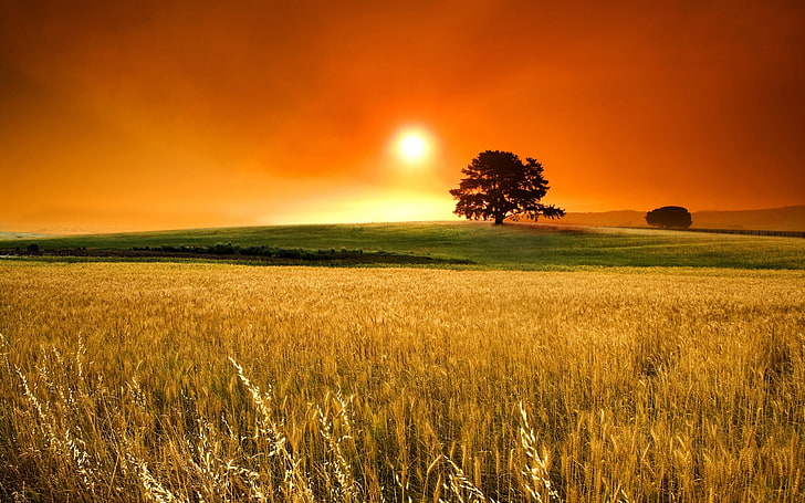brown grass field, sun, orange, sky, tree, cereals, fog, nature