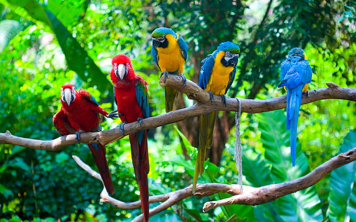 Five parrots, three yellow-and-blue and two red-and-blue parakeets