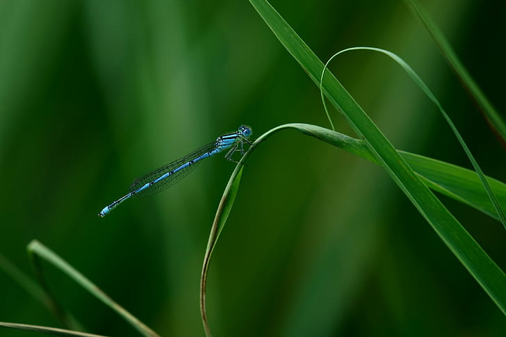 blue damselfly perched on green leaf in closeup photo, Libelle