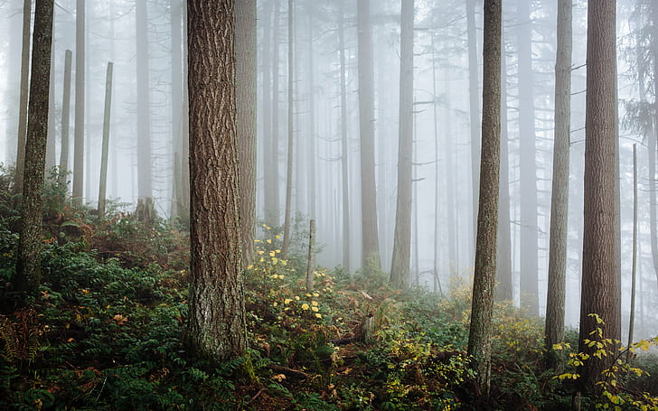 landscape shot of foggy forest, Our Lives, Parallel, Canon EOS 5D Mark III, HD wallpaper