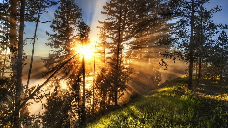 crepuscular rays, morning, nature, sun rays, forest, sunlight