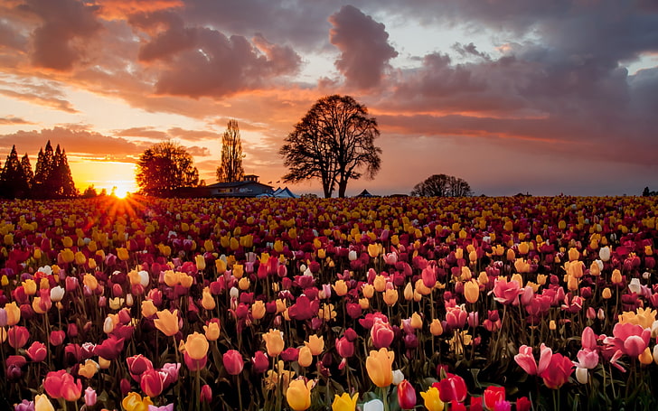 field of tulip flowers, landscape, sky, clouds, sunlight, plant