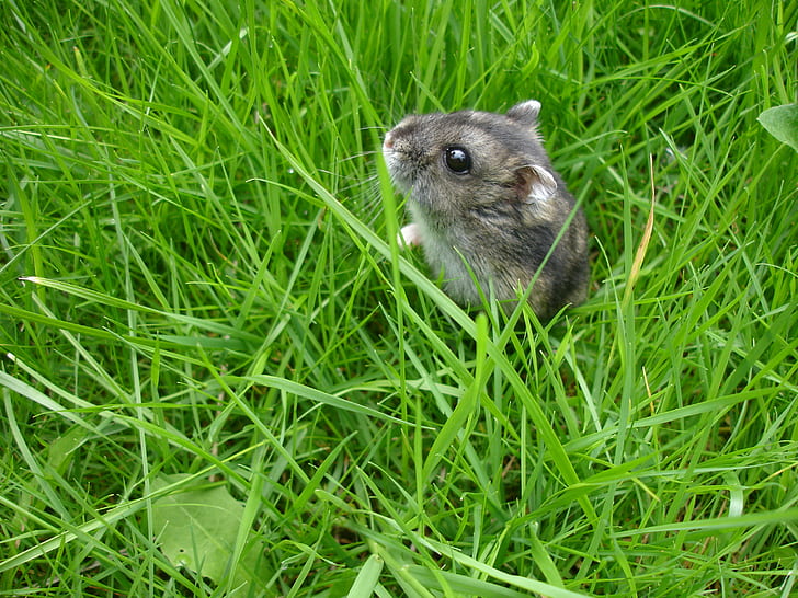 grey and black chinchilla on green grass field, russian dwarf hamster, russian dwarf hamster, HD wallpaper
