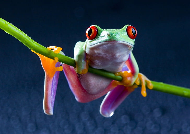 Red-Eyed Tree Frogs, amphibian, HD wallpaper