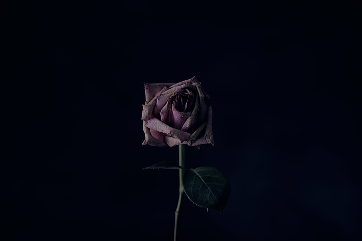 pink rose, flower, black background, bud, rose - Flower, petal