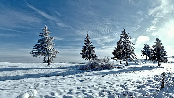 trees, winter backgrounds, snow, Download 3840x2160 Trees