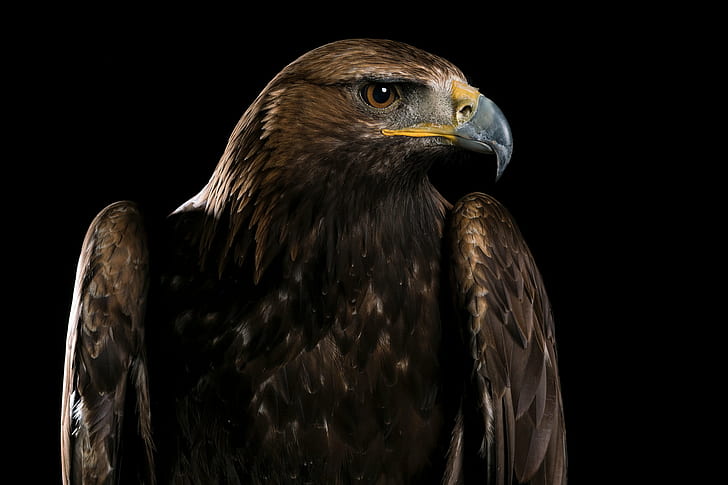 close up photo of brown hawk, Majesty, Explored, bird  bird, Golden eagle, HD wallpaper