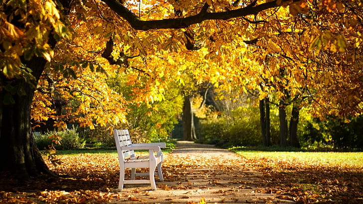Sunny Autumn Day, path, sunshine, nature, fall, bench, leaves, HD wallpaper