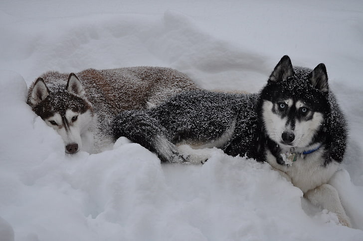 two adult black Siberian husky, dogs, snow, down, couple, winter