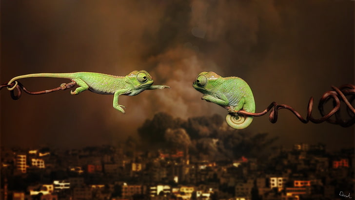 two green geckos, war, animals, love, chameleons, animal themes, HD wallpaper