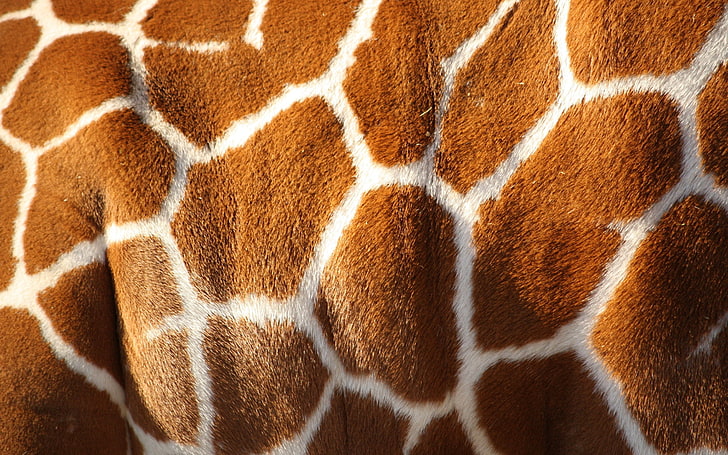 brown and white area rug, giraffes, animals, animal themes, one animal, HD wallpaper