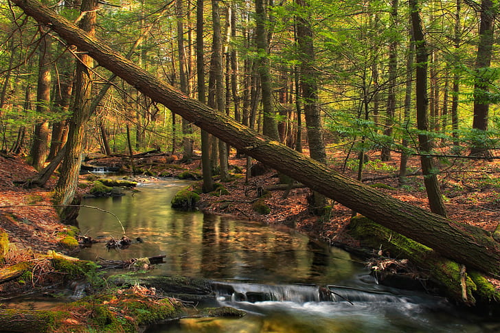 body of water between trees during daytime, spruce, spruce, Pennsylvania, HD wallpaper