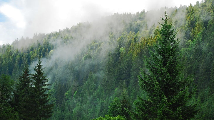 smoke in forest landscape, tree, plant, fog, beauty in nature, HD wallpaper