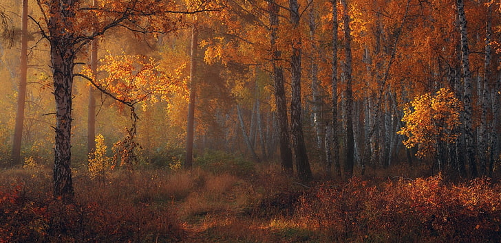 nature, landscape, fall, forest, amber, leaves, trees, morning