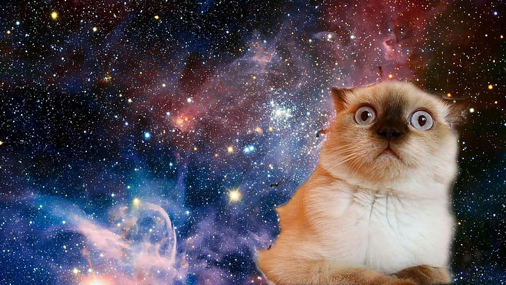 HD wallpaper: cat, space, funny, confused, face, stars, mammal, pets ...
